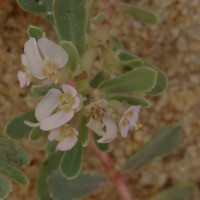 Euphorbia rosea Retz.